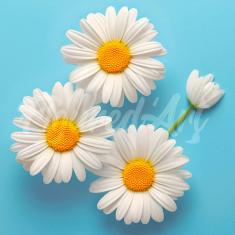 Mini Diamond Painting DP-SFA188 Lovely White Daisies 25x25 round diamond rolled canvas - without fra