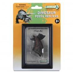 Prähistorische Kiste: Erster Zeh des T-Rex (fossile Nachbildung)