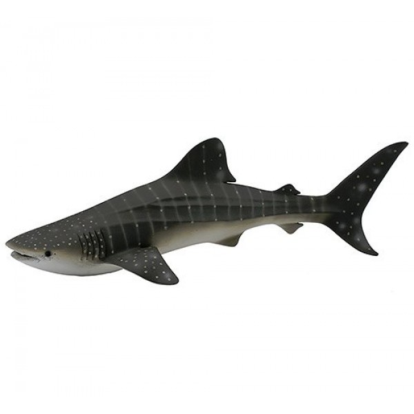 Requin-Baleine - Neotilus-3388453