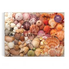 Puzzle de 1000 piezas : Conchas marinas vibrantes