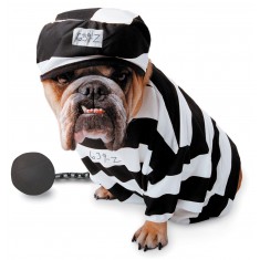Gefangenes Hundekostüm