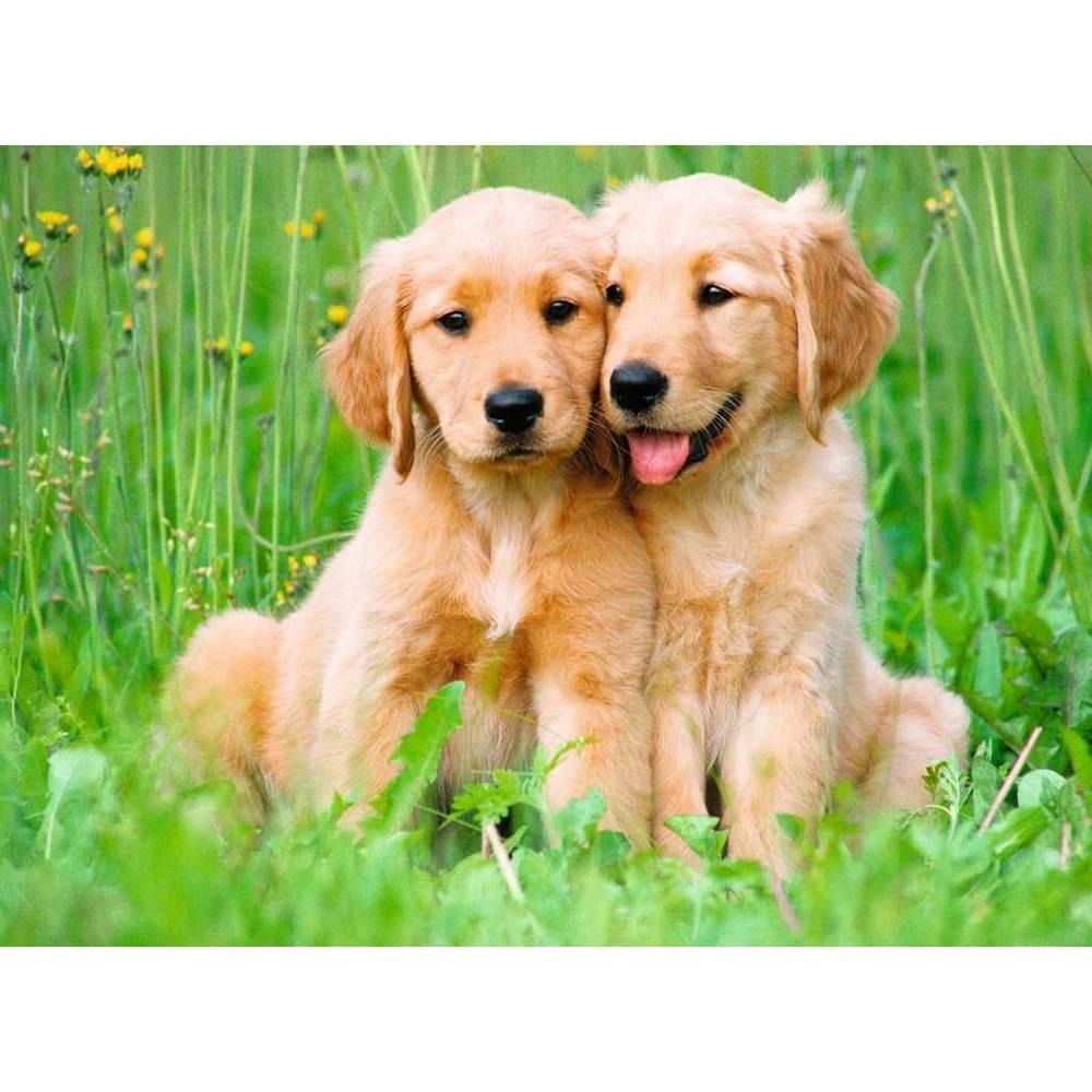 Puzzle 500 pièces : Les frères Golden Retriever Ravensburger France - vue 1