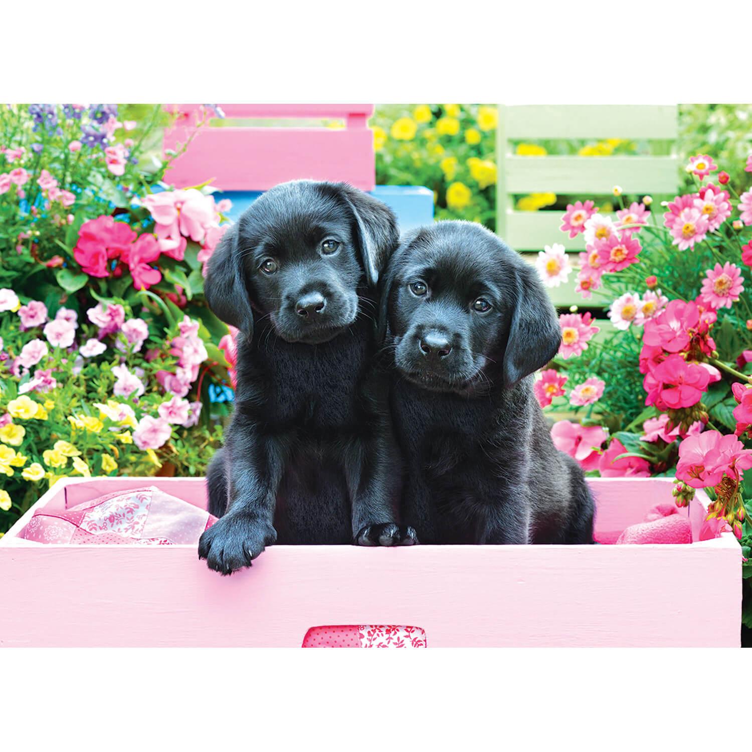puzzle 500 piã¨ces larges : labradors noirs dans une boã®te rose