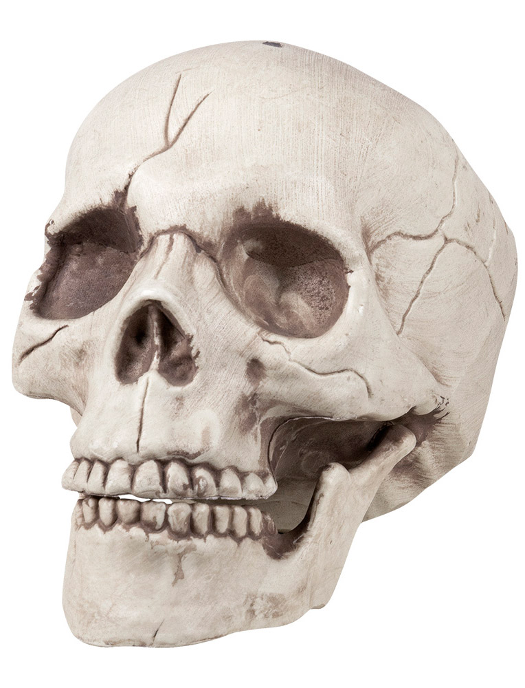 Décoration Crâne Squelette