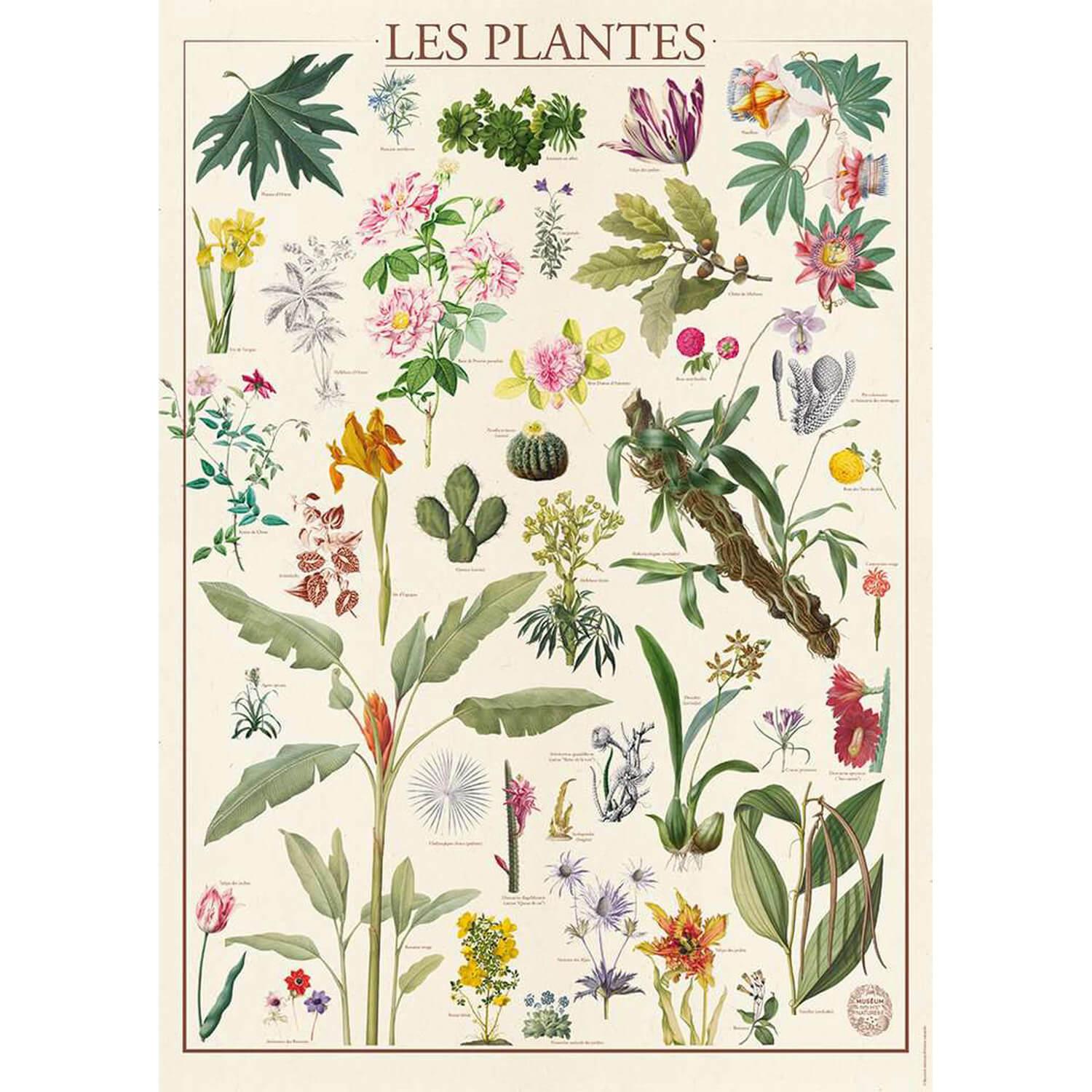 Puzzle 1500 pièces : Muséum National D'Histoire Naturelle : Les Fleurs