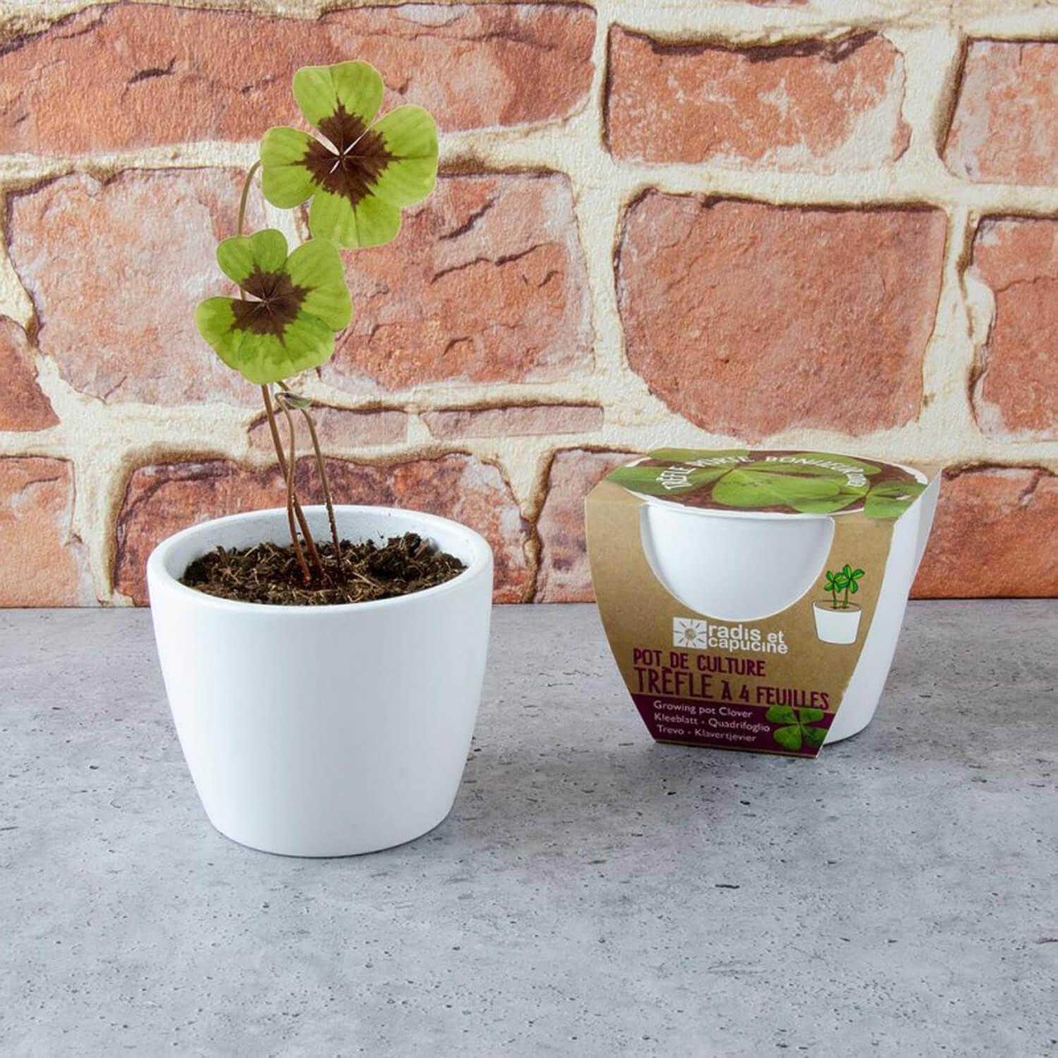 Kit de jardinage : Pot céramique Trèfle à 4 feuilles