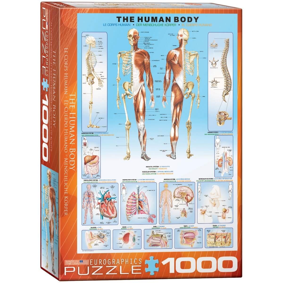 Puzzle 1000 pièces : Le corps Humain - Eurographics - Rue des Puzzles