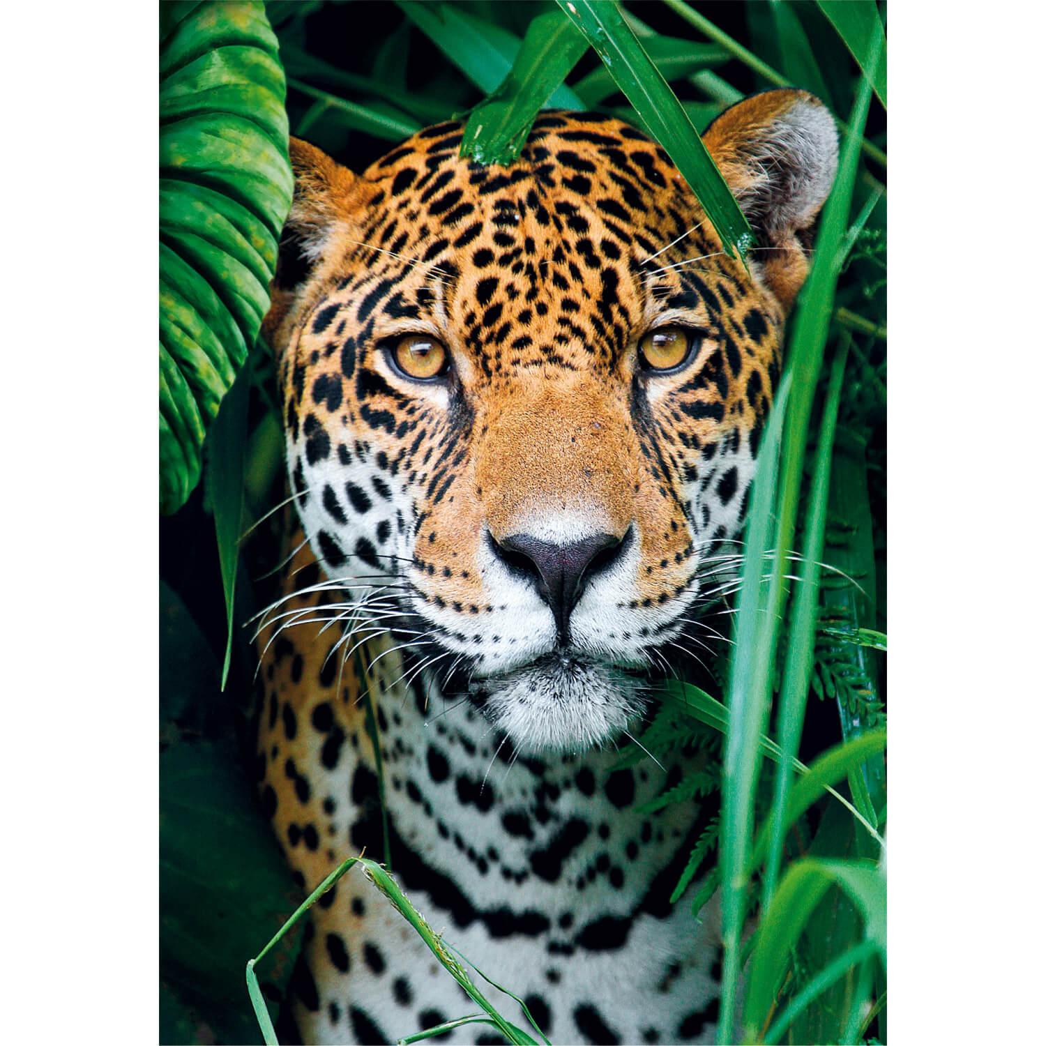 puzzle 500 piã¨ces + poster : jaguar dans la jungle