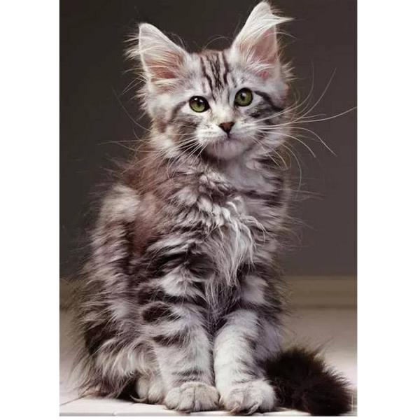 1000 pieces puzzle: Tenderness - The Maine Coon kitten - Nathan-12000923