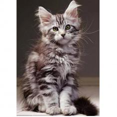 Puzzle 1000 pièces : Tendresse - Le chaton Maine Coon