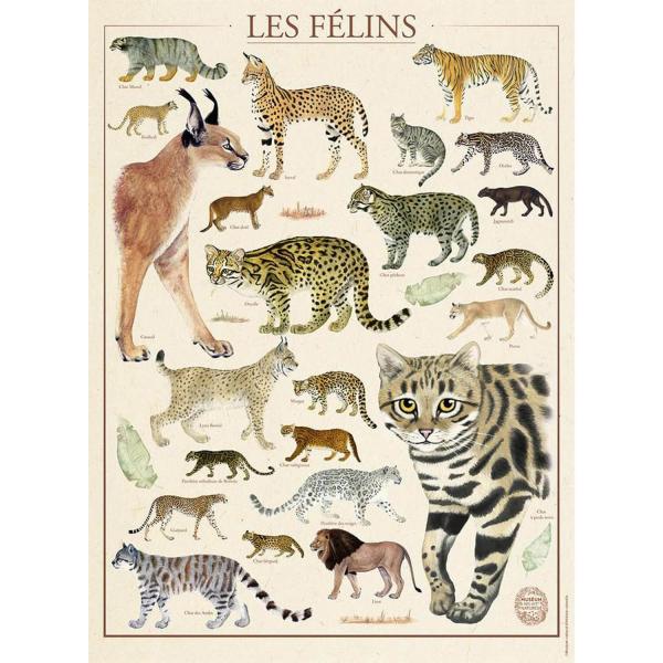 Puzzle mit 500 Teilen: Nationalmuseum für Naturgeschichte: Katzen - Nathan-12000978