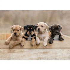 1000 piece puzzle: Tenderness Collection - American Staffordshire Terriers