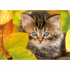 Puzzle de 1500 piezas: Gatito en otoño