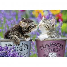 1000 pieces puzzle: Kisses of kittens