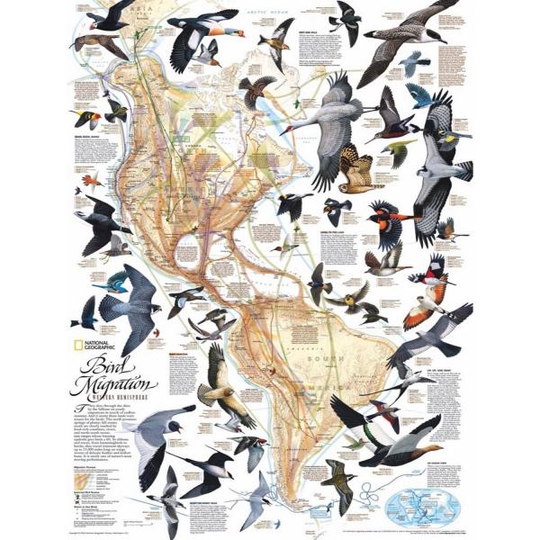 Puzzle 1000 pièces : Migration des oiseaux - Newyork-NYPNPZNG1715