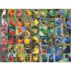 1000 piece puzzle : Rainbow of Birds