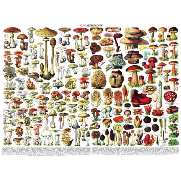 1000 piece puzzle : Mushrooms Champignons - Newyork-PD638