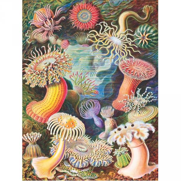 1000 teile puzzle : Sea Anemones - Newyork-NYPNPZPD1921
