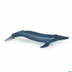 Baby blue whale