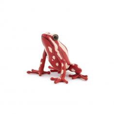 Tricolor Arrow Frog