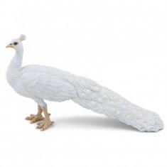 Pavo Real Blanco