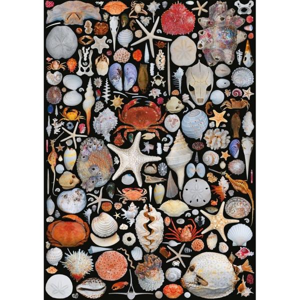 Puzzle de 1000 piezas: CONCHAS - Piatnik-5586