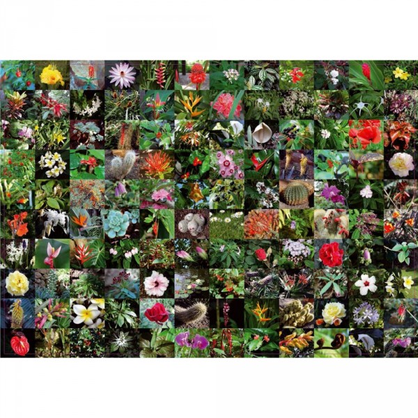 Puzzle 1000 pièces : Floraison - Piatnik-5397