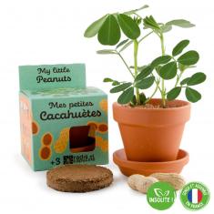 Gardening kit: Peanut seeds with 8 cm pot
