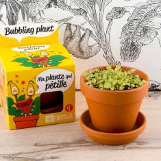 Kit de jardinage : Plante qui pétille avec pot 8 cm