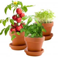 Gardening kit: Trio of 3 organic gourmet plant pots