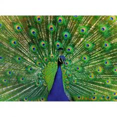 500 piece puzzle: Peacock