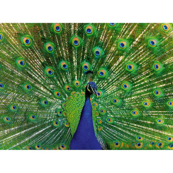 500 piece puzzle: Peacock - Ravensburger-12001332