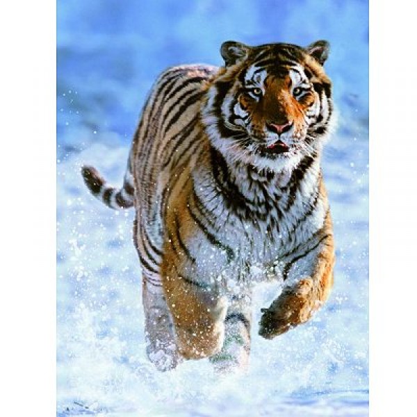 500 piece puzzle - Tiger in the Snow - Ravensburger-144754