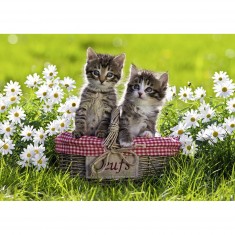 Puzzle 500 pièces : Chaton dans la prairie - Ravensburger - Rue