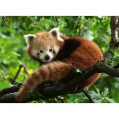 500 piece puzzle: Adorable Red Panda