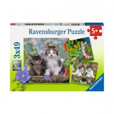 Puzzle 3 x 49 pièces : chatons tigrés