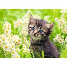 Puzzle 500 pièces :  Chaton dans la prairie