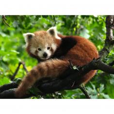 Puzzle 500 piezas: Adorable Panda Rojo