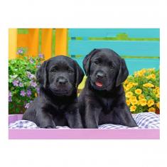 Puzzle XXL de 300 piezas: Labradores