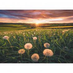 500 pieces Puzzle :  Dandelions at dusk