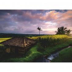 Puzzle 500 Teile: Reisfelder von Bali
