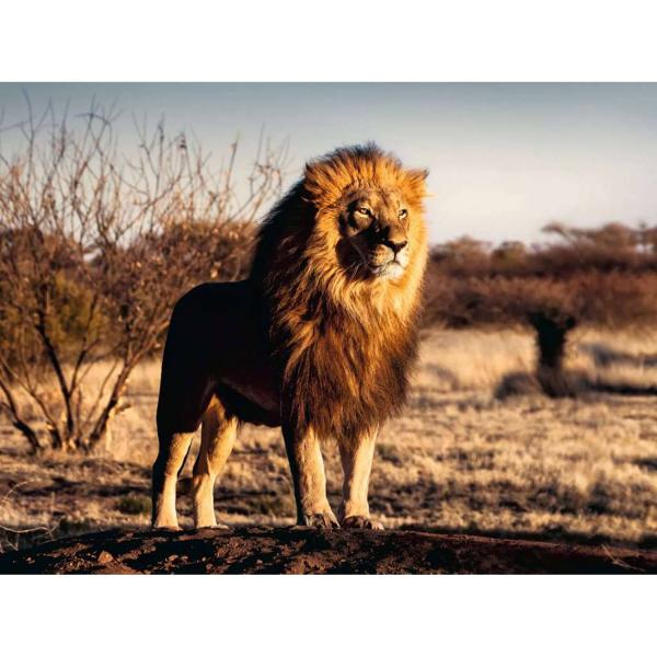 Puzzle 1500 pièces - Le lion, le roi des animaux - Ravensburger-12000733