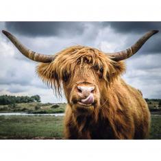 3000 piece Moment Puzzle : Highland Cattle