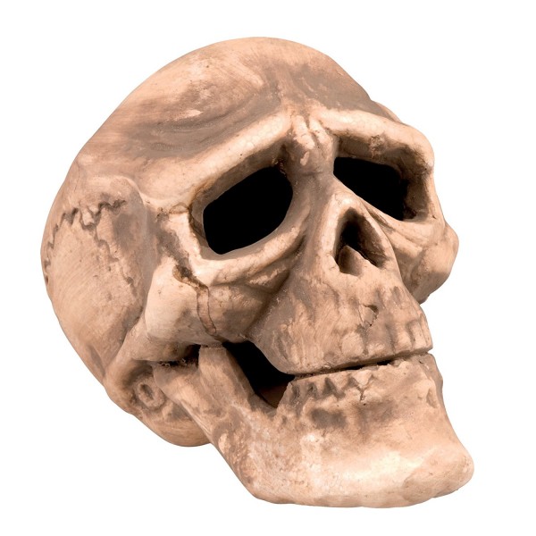 Crâne De Décoration - 74366