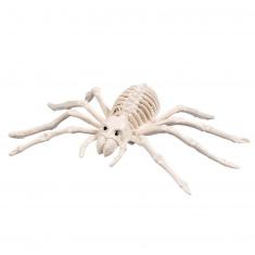 Squelette d'araignée 23 x14cm