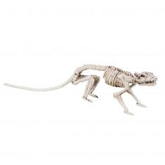 Squelette de rat 35cm