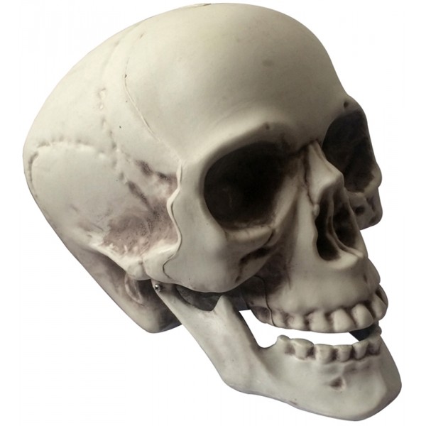 Décoration Crâne Réaliste - Halloween - GU78208