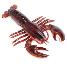 Lobster Figure