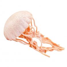 Jellyfish  Figure