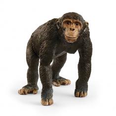 Chimpancé